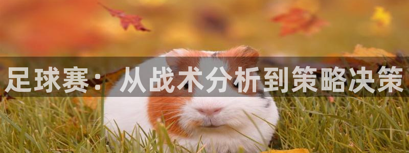 火凤体育免费直播平台